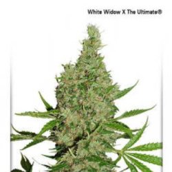 Ein allgemeines Bild