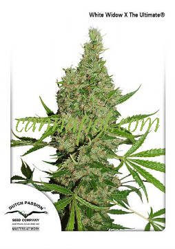 White Widow x The Ultimate - zum Schließen ins Bild klicken