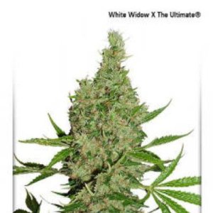 (Bild für) White Widow x The Ultimate
