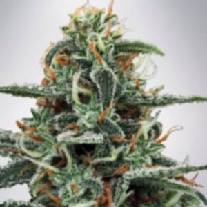 (image pour) White Widow fem