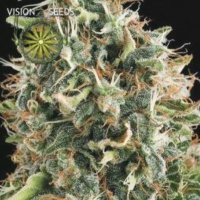 (Bild für) White Widow fem