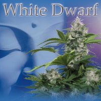 White Dwarf Auto fem