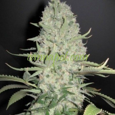 White Widow x Big Bud female - zum Schließen ins Bild klicken