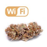 Wifi aka White Fire female