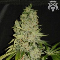 (image pour) Wonder Kush