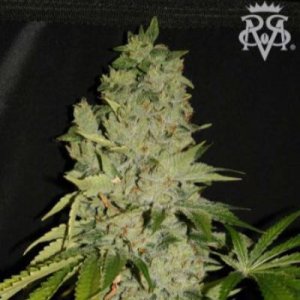 (image pour) Wonder Kush