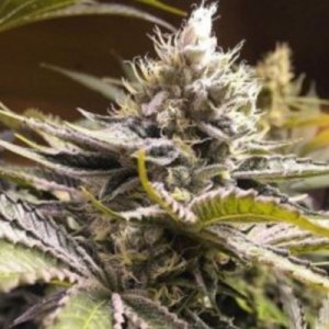 (image for) XO Raspberry Glue