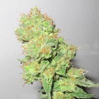 Y Griega CBD fem