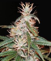 (image pour) Yoruba X Nigerian HashPlant