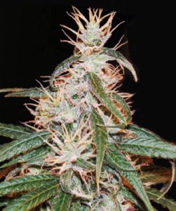 (Bild für) Yoruba X Nigerian HashPlant