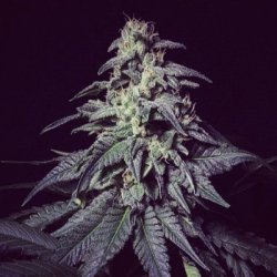 Ein allgemeines Bild