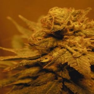 (Bild für) Zamal Reunion