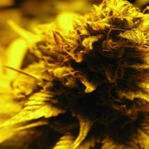 (Bild für) Zimbabwe aka Zim-Licious