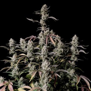 Zkittlez Auto fem