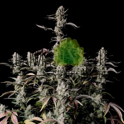 Zkittlez Auto fem - zum Schließen ins Bild klicken