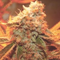 Zkittlez fem