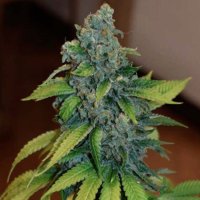 (imagen para) Zkittlez fem