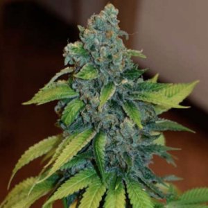 (Bild für) Zkittlez fem