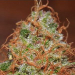 (image pour) Zkittlez 5 reg