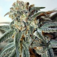 (imagen para) Zombie Kush female