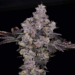 Ein allgemeines Bild