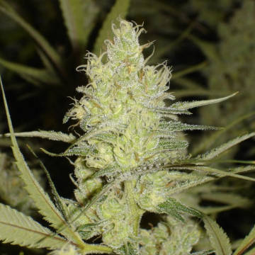 (Bild für) 1024 fem - zum Schließen ins Bild klicken