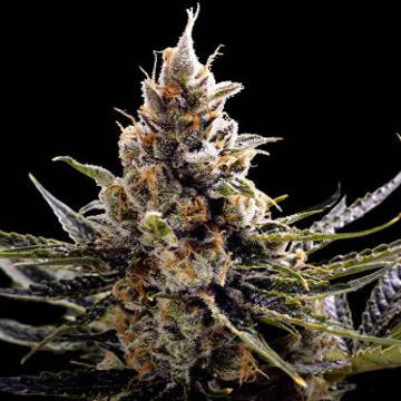 (Bild für) 24K Gold aka Kosher Tangie - zum Schließen ins Bild klicken