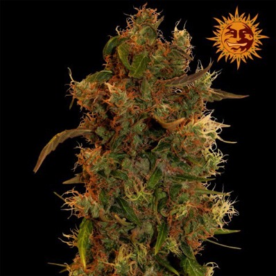 (Bild für) 8 Ball Kush - zum Schließen ins Bild klicken