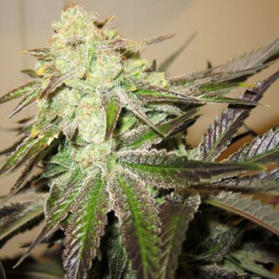 (Bild für) 818 Headband aka Sour OG - zum Schließen ins Bild klicken