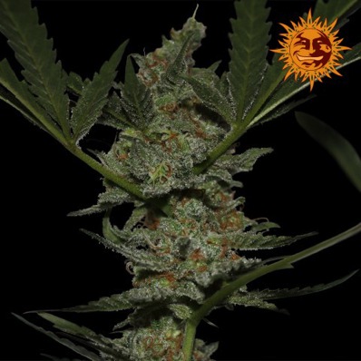 (Bild für) Acapulco Gold - zum Schließen ins Bild klicken