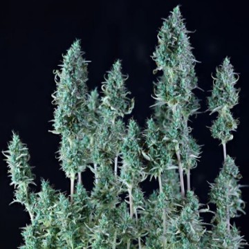 (Bild für) Alaska Purple Auto female - zum Schließen ins Bild klicken