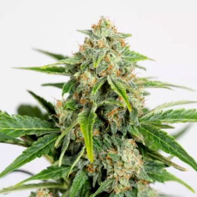 (Bild für) Amnesia CBD Pure Auto - zum Schließen ins Bild klicken