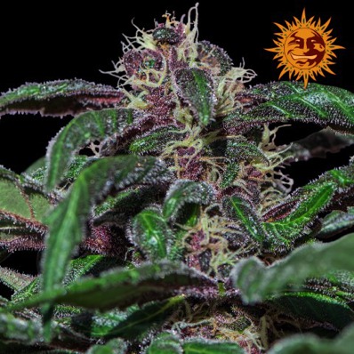 (Bild für) Ayahuasca Purple - zum Schließen ins Bild klicken