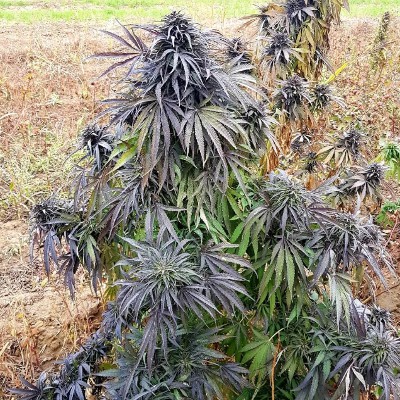 (Bild für) Badakhshan (Hindu Kush) - zum Schließen ins Bild klicken