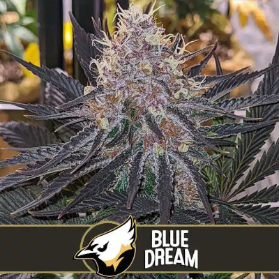 (Bild für) Blue Dream feminized - zum Schließen ins Bild klicken