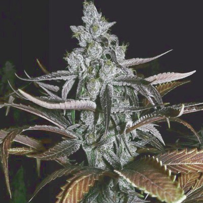 (Bild für) Blueberry F2 - zum Schließen ins Bild klicken