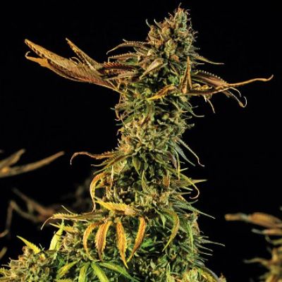 (Bild für) Blueberry Headband - zum Schließen ins Bild klicken