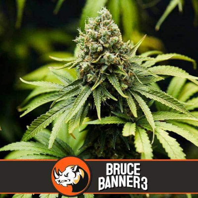 (Bild für) Bruce Banner #3 feminized - zum Schließen ins Bild klicken