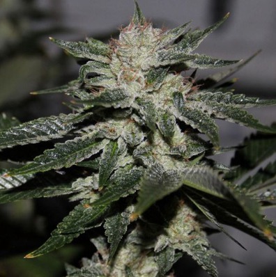 (Bild für) Bruce Banner (original) - zum Schließen ins Bild klicken