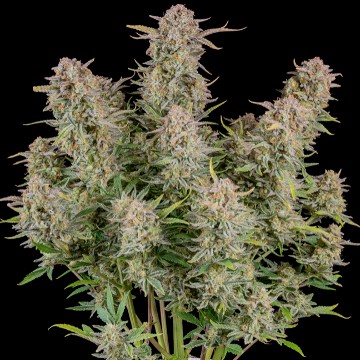 (Bild für) Bruce Banner Auto fem - zum Schließen ins Bild klicken