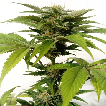 (Bild für) CBG Kush feminisiert - zum Schließen ins Bild klicken