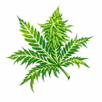 (Bild für) Cannabis Mutanten