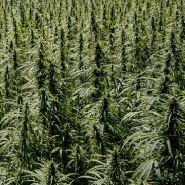 (Bild für) La Bella CBD - zum Schließen ins Bild klicken