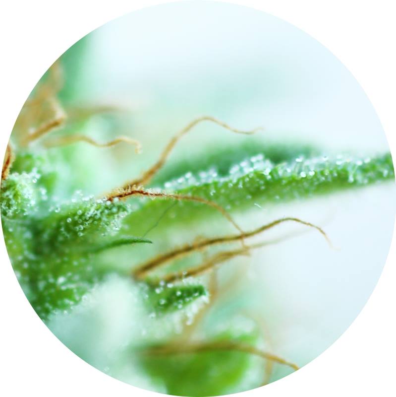 (Bild für) Early Sativa 10 reg - zum Schließen ins Bild klicken