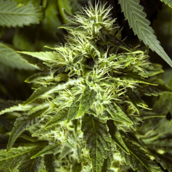 (Bild für) Fast Bud 5 fem - zum Schließen ins Bild klicken