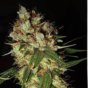 (Bild für) G13 x Blueberry Headband - zum Schließen ins Bild klicken