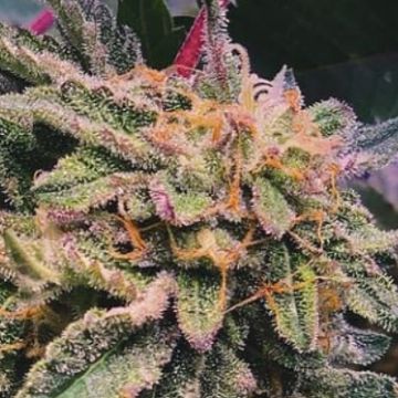 (Bild für) Gelato x Watermelon Zkittlez