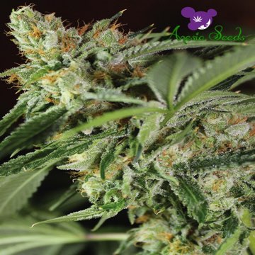 (Bild für) Ghost Train Haze #1 - zum Schließen ins Bild klicken