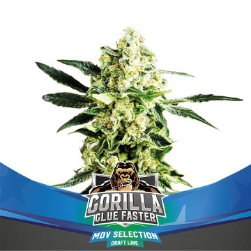 (Bild für) Gorilla Glue Faster - zum Schließen ins Bild klicken