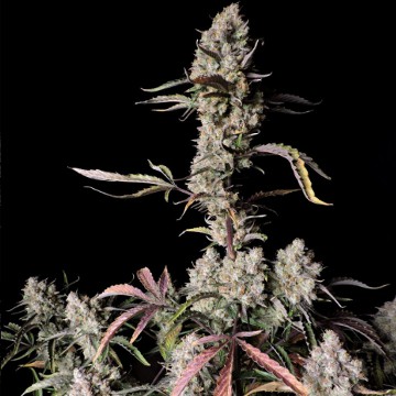 (Bild für) Gorilla Zkittlez Auto fem - zum Schließen ins Bild klicken